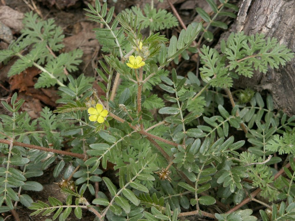 Mehr Testosterone durch Tribulus terrestris L. Ayuba Nutrition 