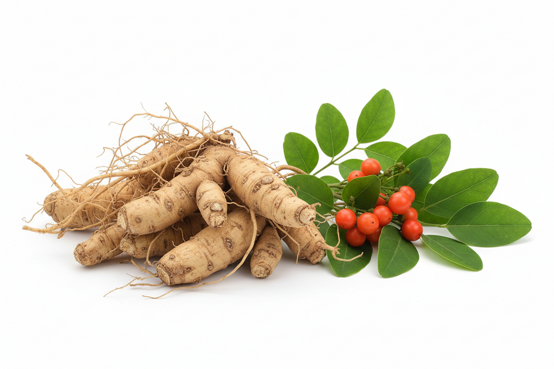 Ashwagandha gegen Stress und Übergewicht: Neue Studie 2026 zeigt beeindruckende Ergebnisse