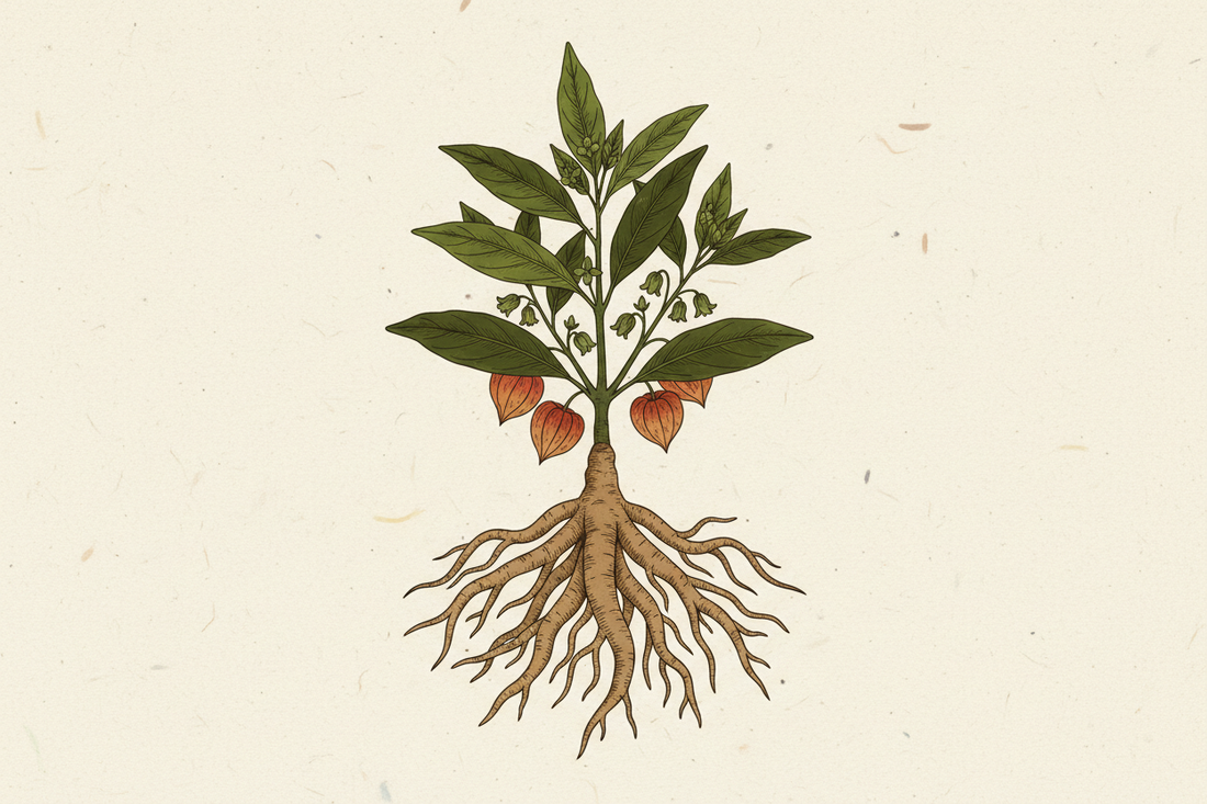 Ist KSM-66 Ashwagandha die beste Variante?