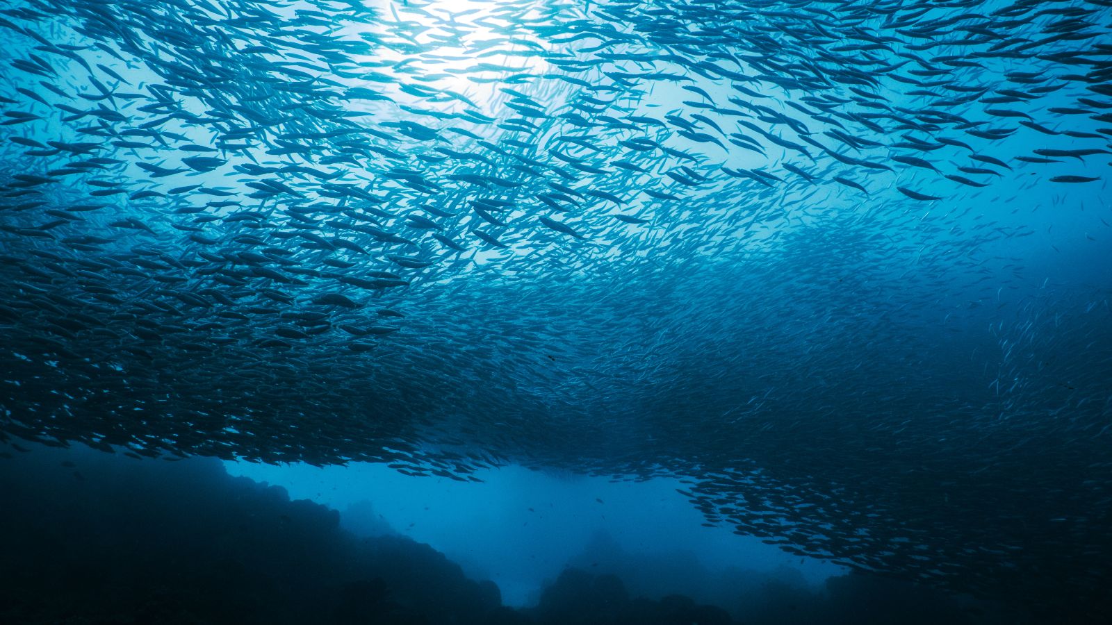 Du nimmst Kreatin für Kraft. Protein für Muskeln. Aber was schützt dein Gehirn? DHA ist der Baustoff, den die meisten vergessen.