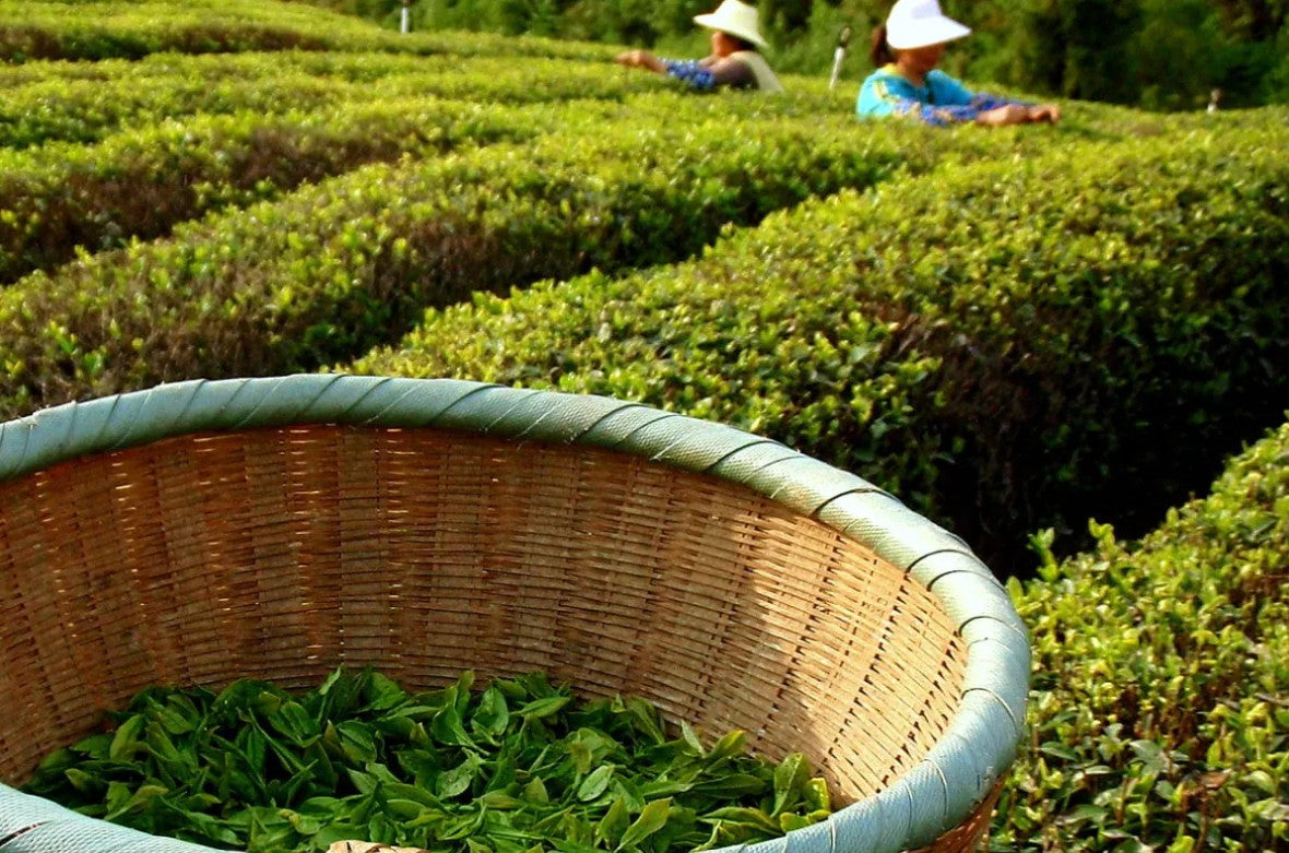 Freie Radikale entstehen beim Training, durch Stress, durch schlechten Schlaf. Du investierst Stunden ins Training — und lässt oxidativen Schaden ungebremst arbeiten. 0,63 € täglich ändern das.