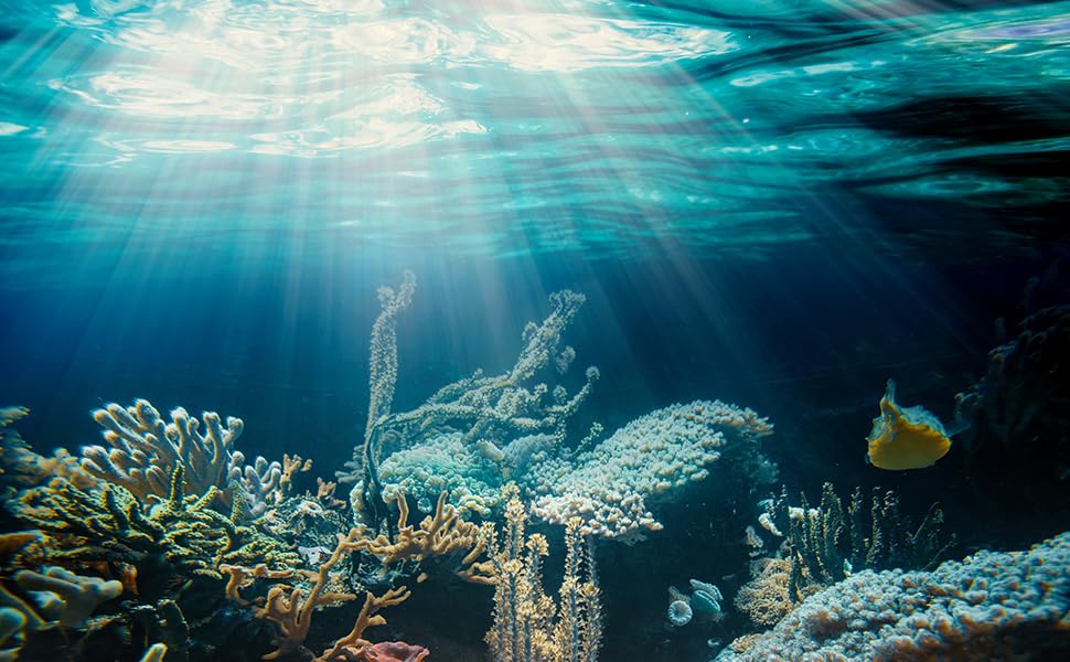 Dein Gehirn besteht zu 60 % aus Fett - ein Großteil davon DHA. Wer täglich nicht ausreichend zuführt, lässt Schutz und Leistung ungenutzt.