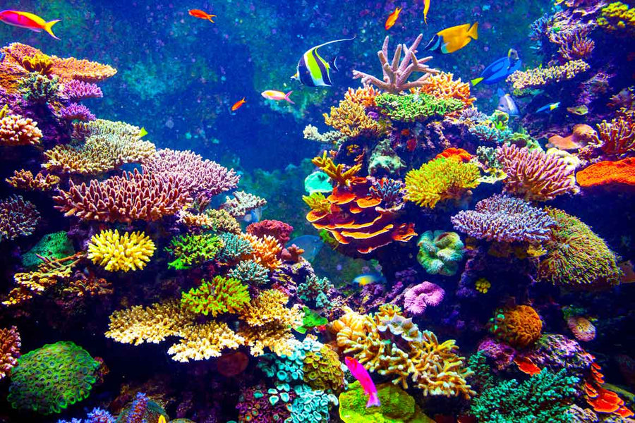 PureSea Minerals™ - Premium Coral Calcium & Magnesium - 250g Pulver